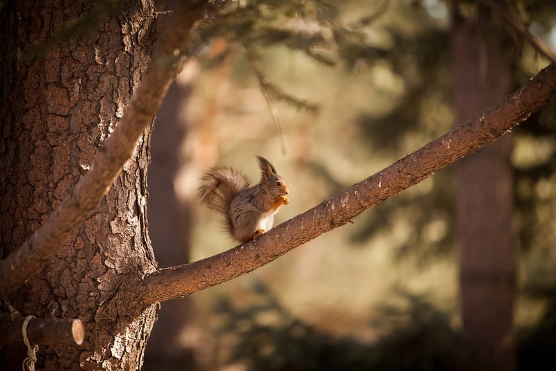 Forest Animal Ring
