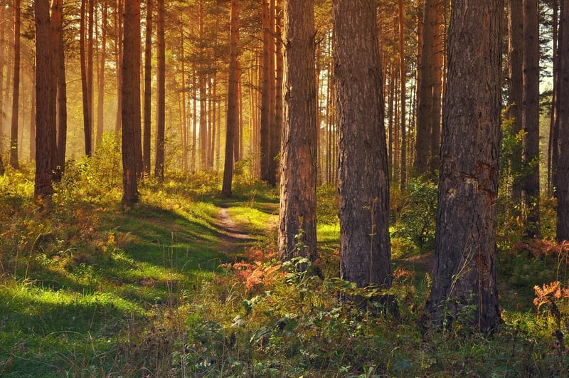 Magical Glade