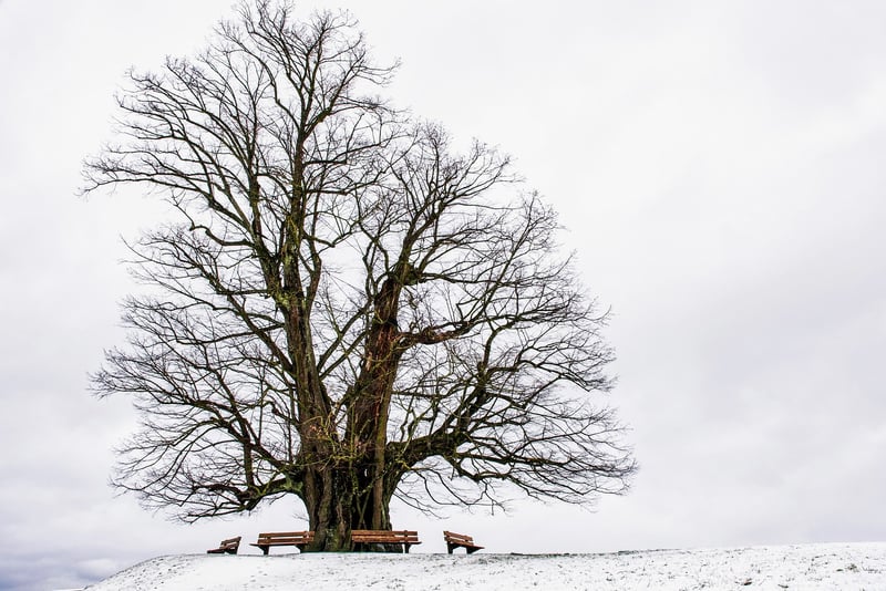 Wishing Tree